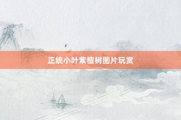 正统小叶紫檀树图片玩赏